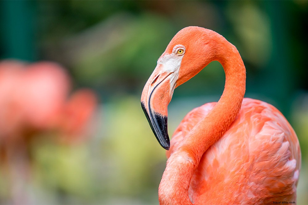 Best Bahamas Island Pairings: Elevate Your Nassau Vacation with These Must-Visit Destinations