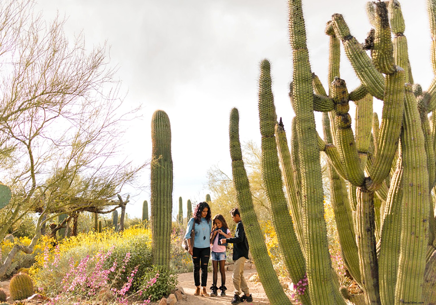 Discover Tucson s Lush Fall Paradise: Top Trails, Waterfalls, and Nature Experiences Post-Monsoon