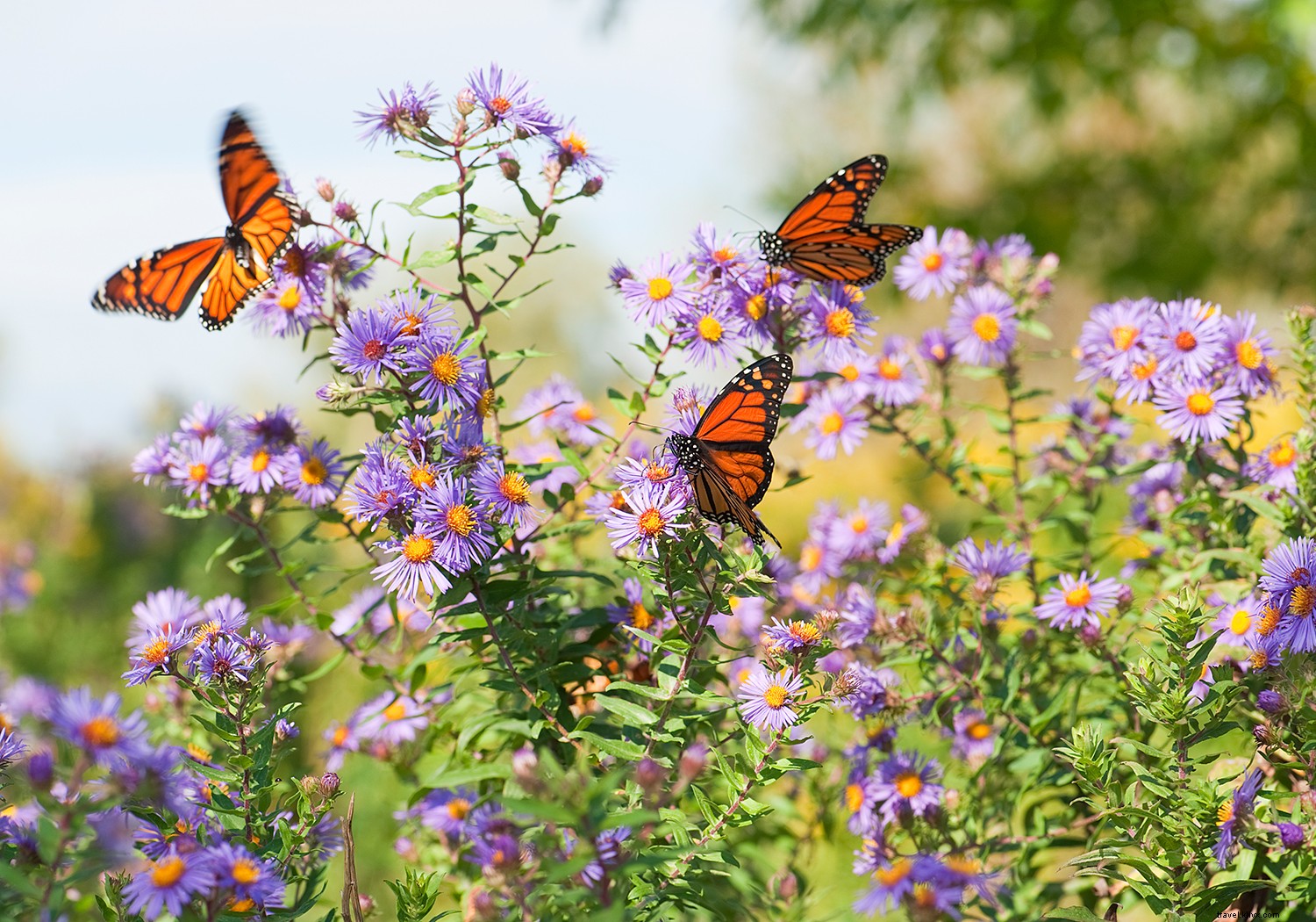 Discover Tucson s Lush Fall Paradise: Top Trails, Waterfalls, and Nature Experiences Post-Monsoon