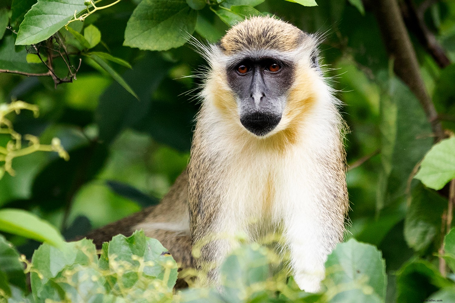 Why Barbados Deserves a Spot on Your Dream Travel List: Beaches, Culture, and Adventure