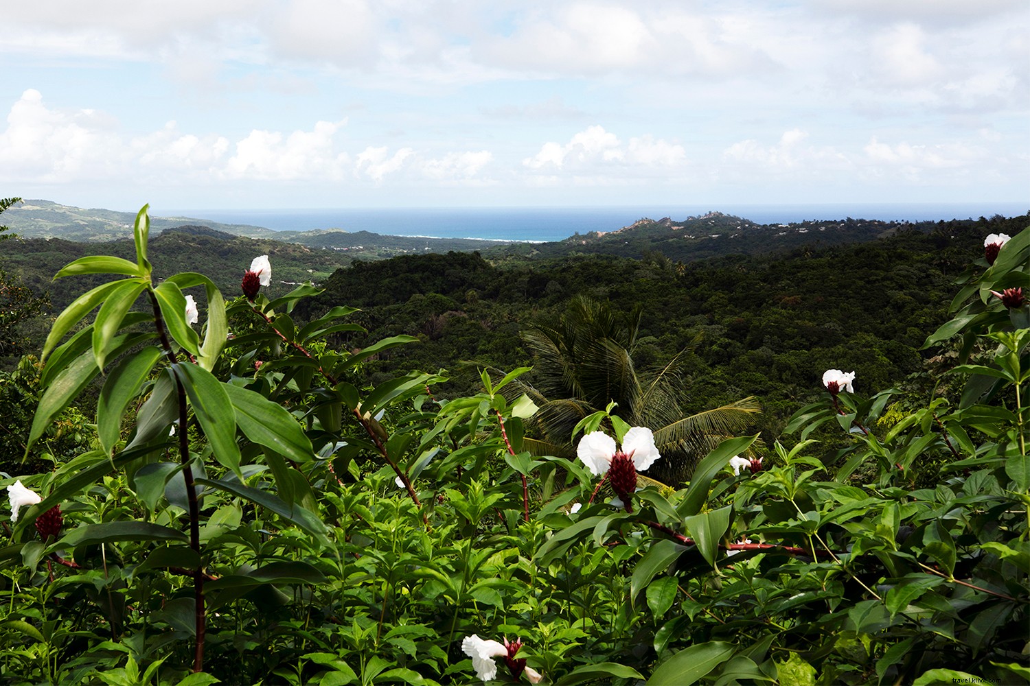 Why Barbados Deserves a Spot on Your Dream Travel List: Beaches, Culture, and Adventure