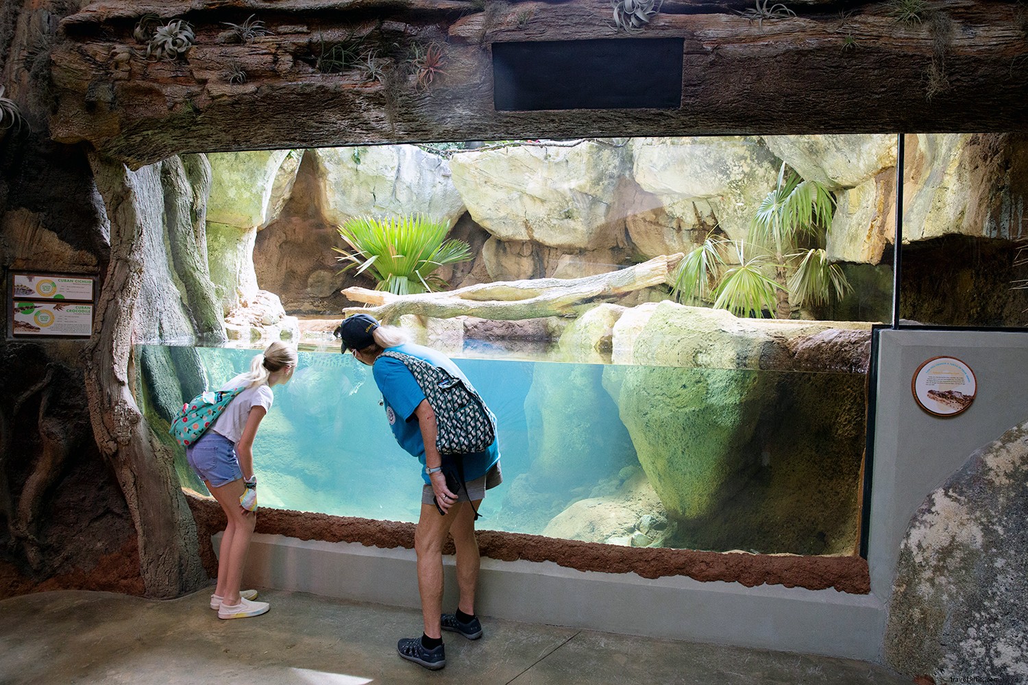 Experience Knoxville: The Ultimate Summer Adventure Destination