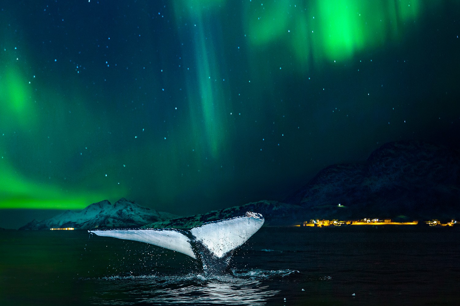 Cruise with a Conscience: Explore the Wild with Minimal Impact