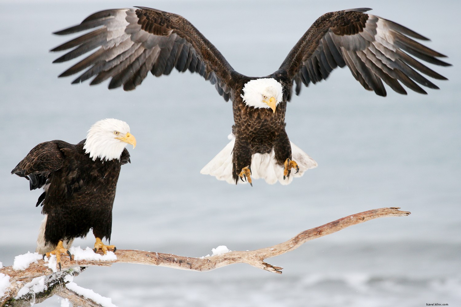 6 Exceptional Ways to Experience Illinois in Winter