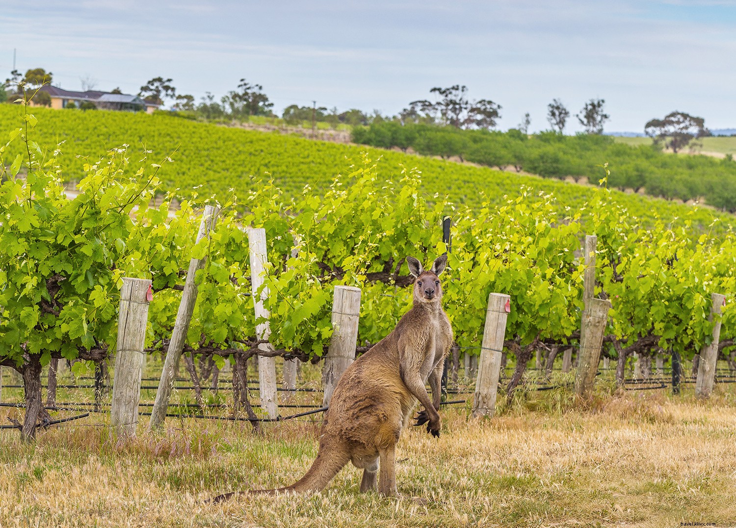 Discover South Australia: Pristine Beaches, World-Class Wines, Iconic Wildlife, and Rugged Outback