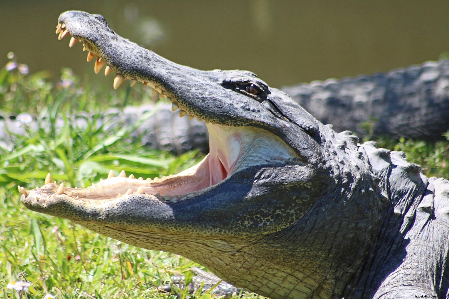 Why Myrtle Beach Captivates More Than Ever: 5 Must-See New Attractions