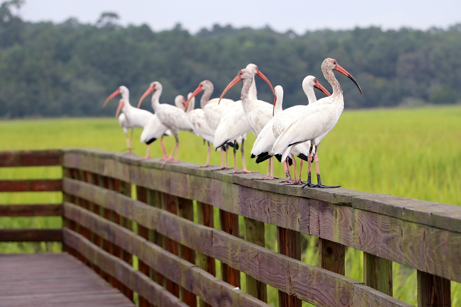 Why Myrtle Beach Captivates More Than Ever: 5 Must-See New Attractions