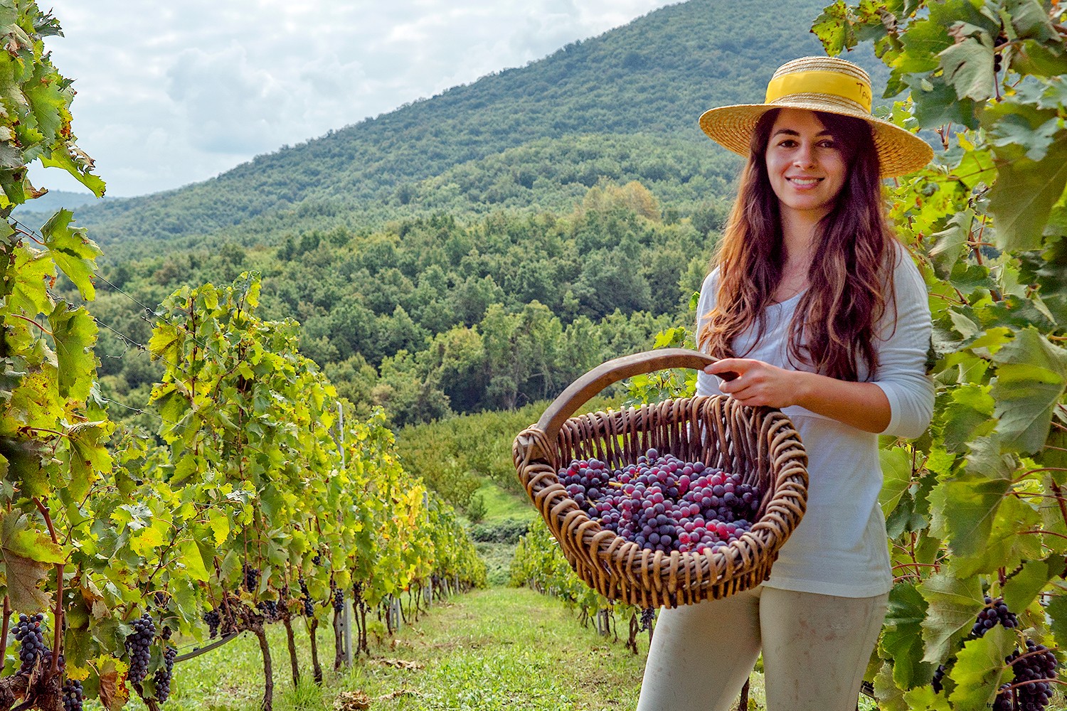 Ultimate Guide to Greek Cuisine: Must-Try Cheeses, Wines, Olives, and Iconic Dishes