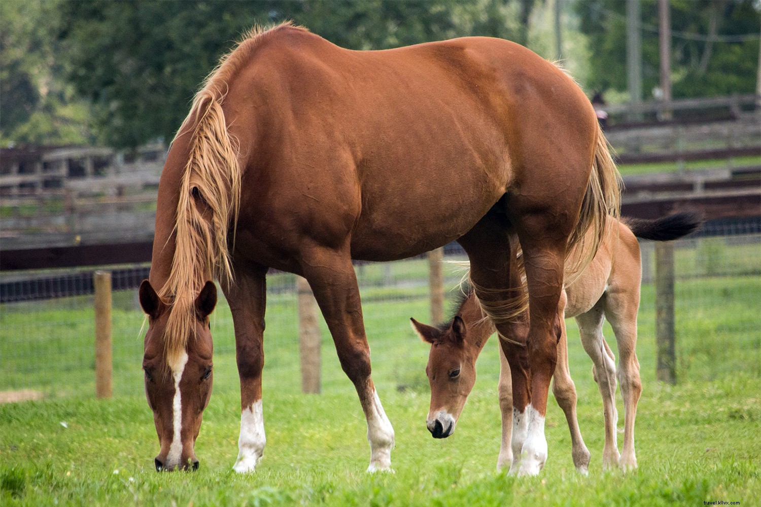 Exit I-75 Here: Discover Ocala/Marion County, Florida s Horse Capital and Adventure Hub