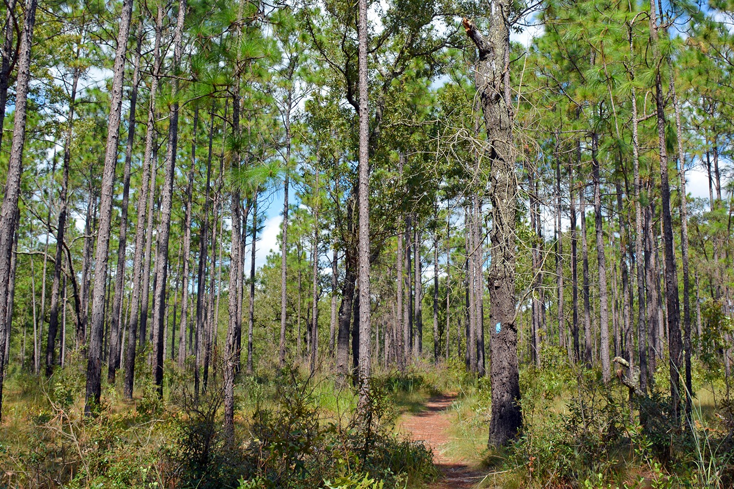 Exit I-75 Here: Discover Ocala/Marion County, Florida s Horse Capital and Adventure Hub