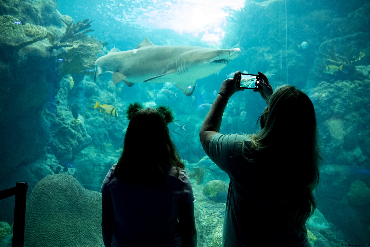 Elevate Your Summer: Why Tampa Bay is Florida s Top Vacation Destination