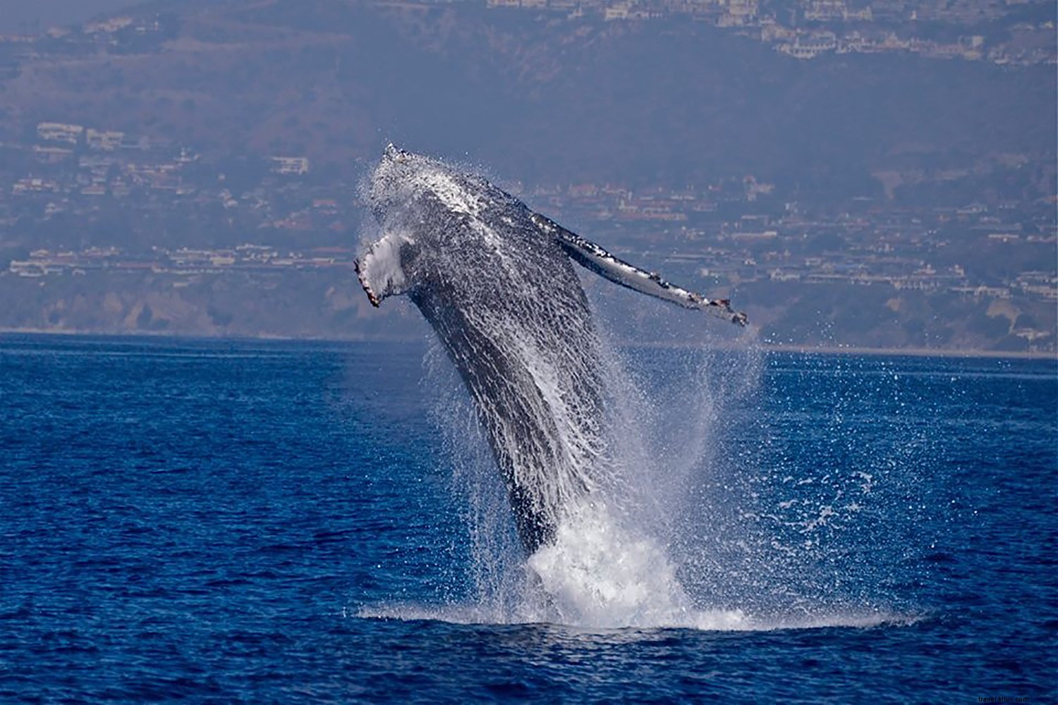 Dana Point: Ultimate Guide to Surfing, Whale Watching, and Laid-Back Beach Bliss in Orange County