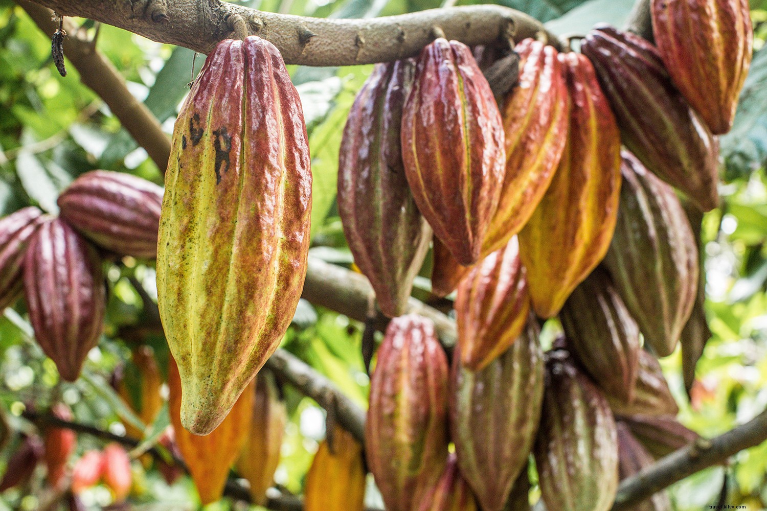 Visiting Kauaʻi Responsibly: Safe Travel Tips Embracing Mālama and Kuleana