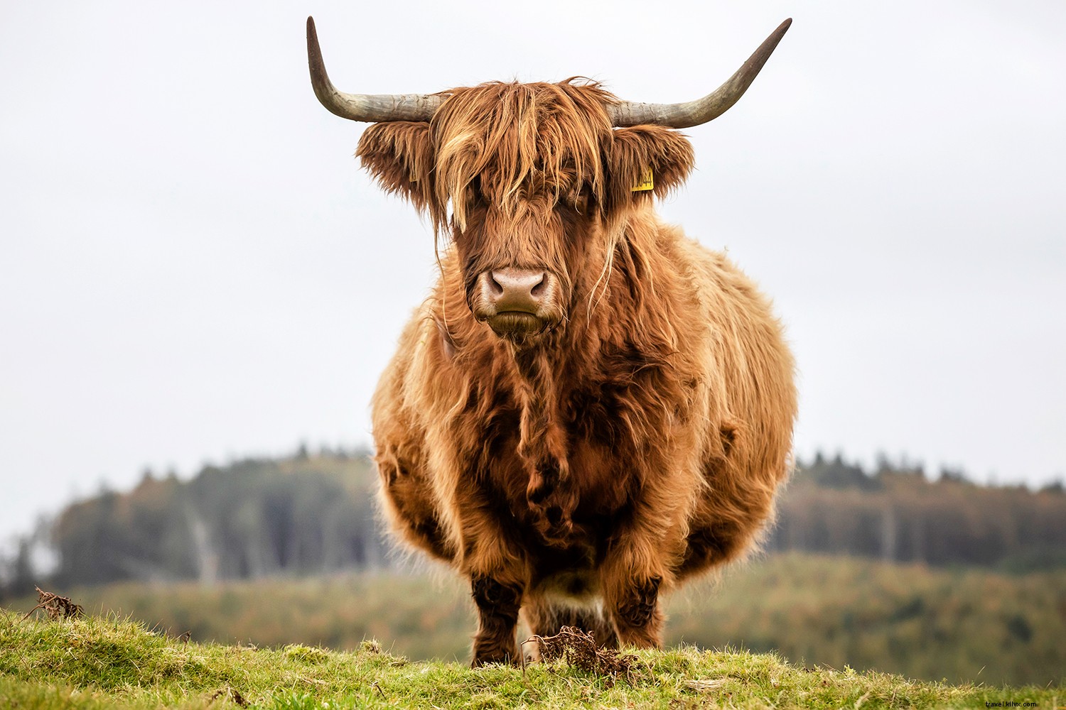 Unveiling Scotland s Unique Allure: Whisky, Wildlife, Ancient Stones, Castles, and Legendary Golf