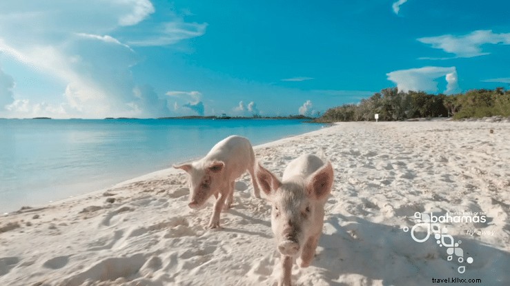 8 Unmissable Experiences in The Bahamas: Wildlife, Blue Holes, and Pristine Beaches