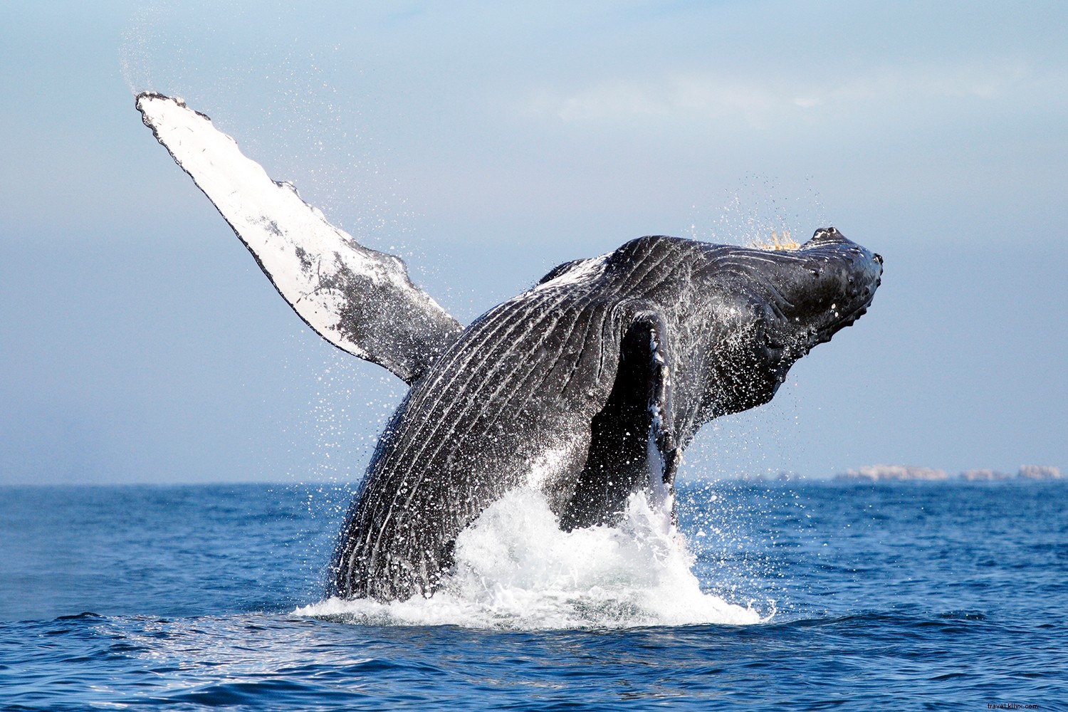 Discover Mexico s Premier Pacific Coast: Puerto Vallarta & Riviera Nayarit