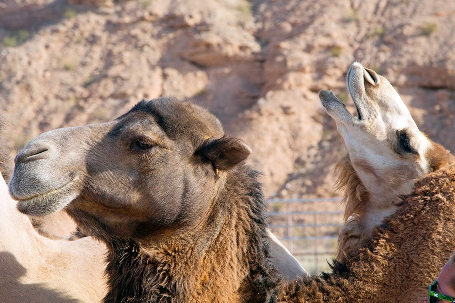 Escape the Las Vegas Strip: Top Day Trips in the Las Vegas Territory