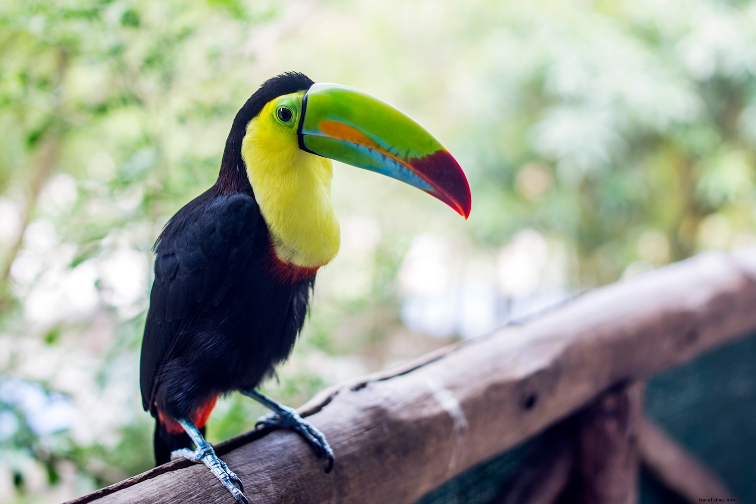 10 Essential Ways to Rediscover Costa Rica s True Essence: Travel Guide