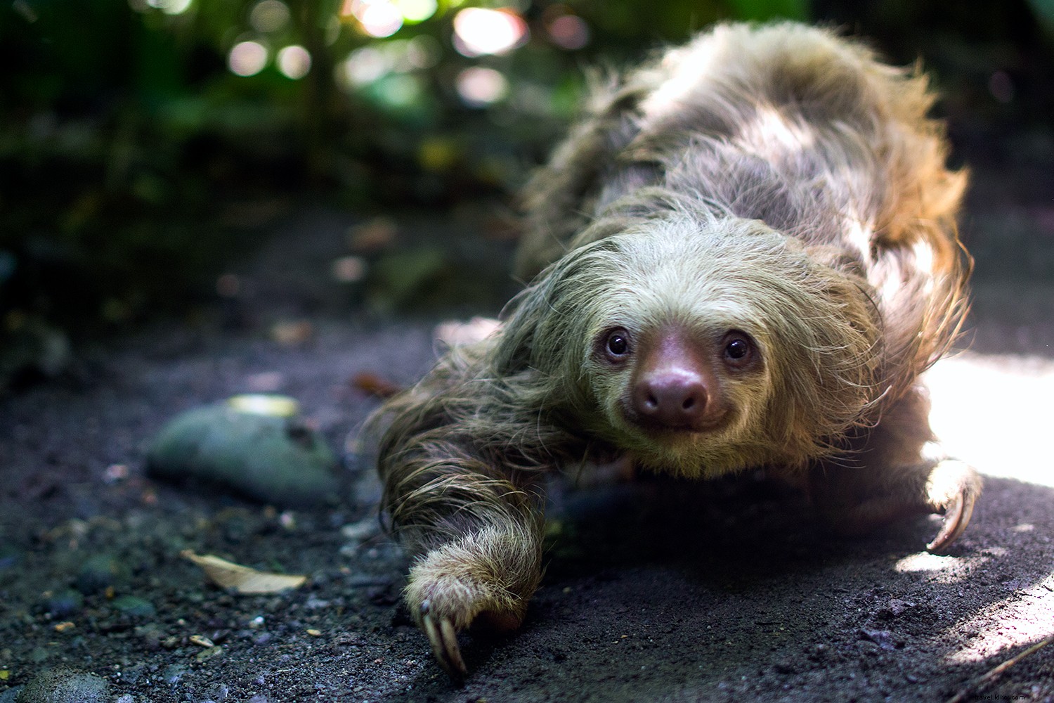 10 Essential Ways to Rediscover Costa Rica s True Essence: Travel Guide