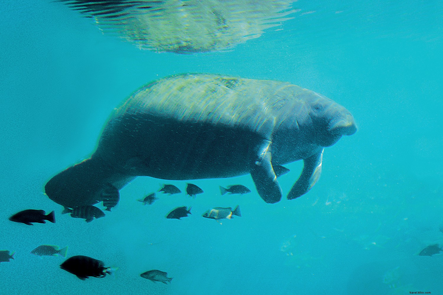 5 Days of Pure Bliss: The Ultimate Guide to Fort Myers & Sanibel Beaches