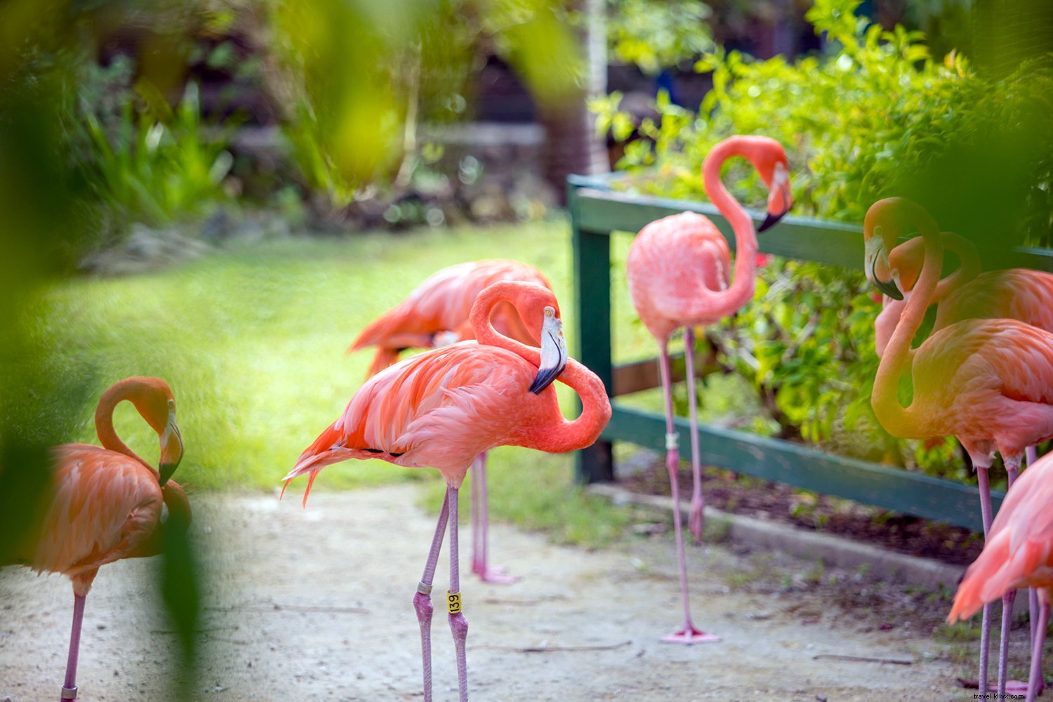 Discover Your Perfect Island in The Bahamas: Paradise Just Steps from the U.S.