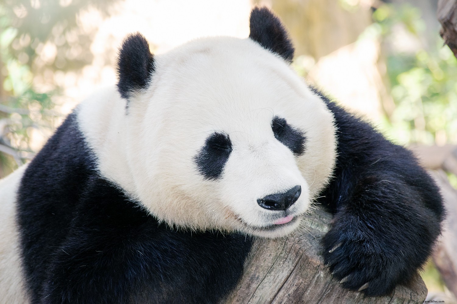 20 Iconic Destinations: Stunning Virtual Tours You Can Explore from Home