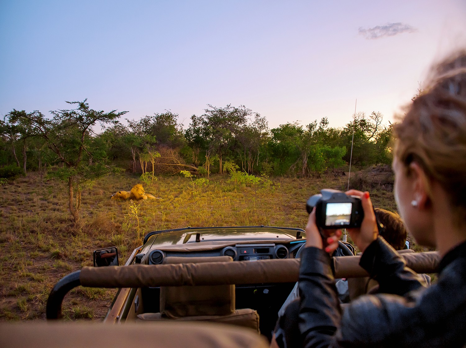 South Africa Safari Guide: Essential Tips, Best Reserves, and What to Expect