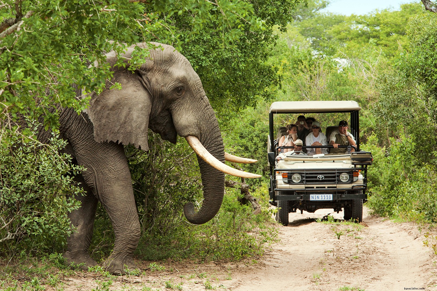 South Africa Safari Guide: Essential Tips, Best Reserves, and What to Expect