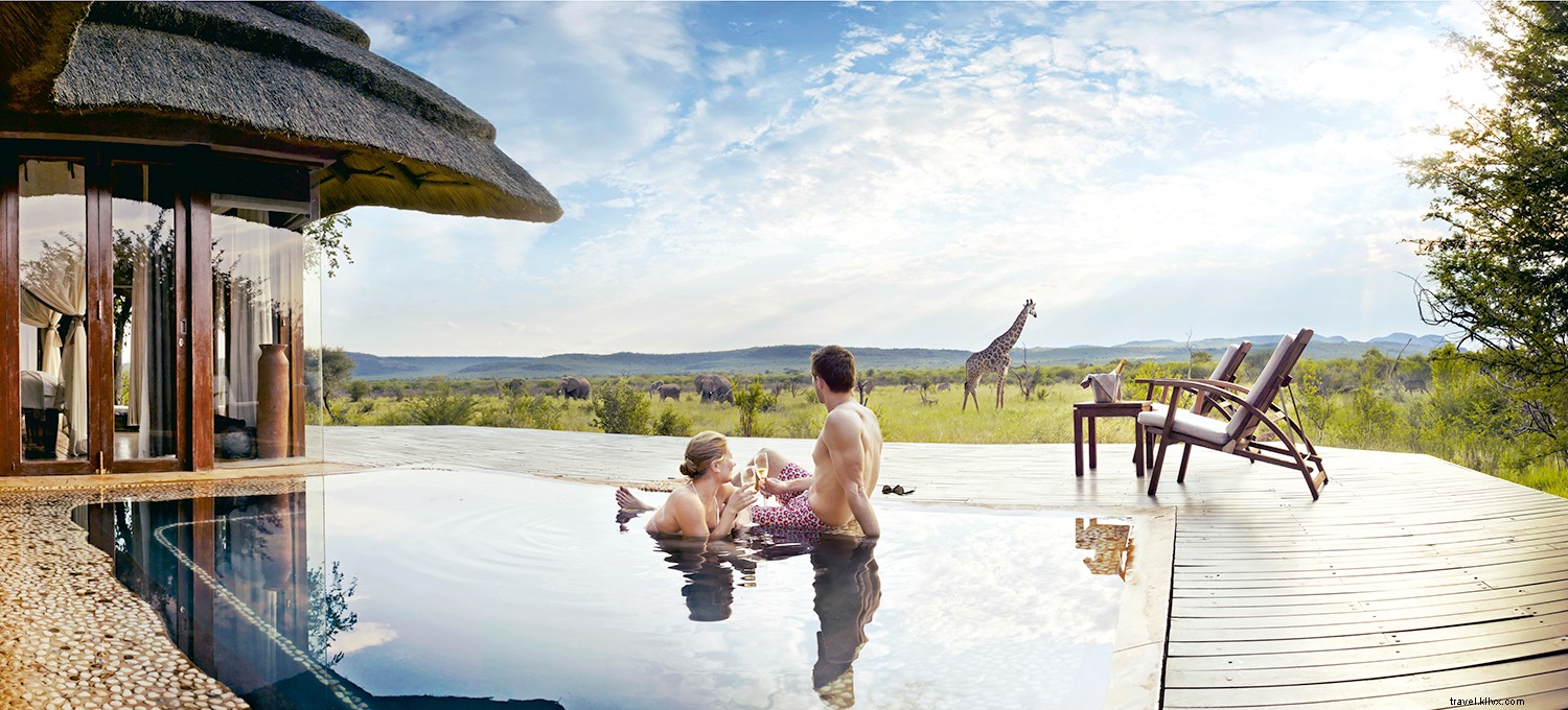 South Africa Safari Guide: Essential Tips, Best Reserves, and What to Expect