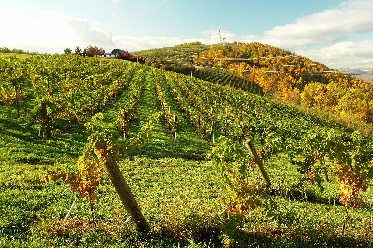 Top 8 Must-Visit College Towns in the U.S.: History, Culture, and Culinary Gems