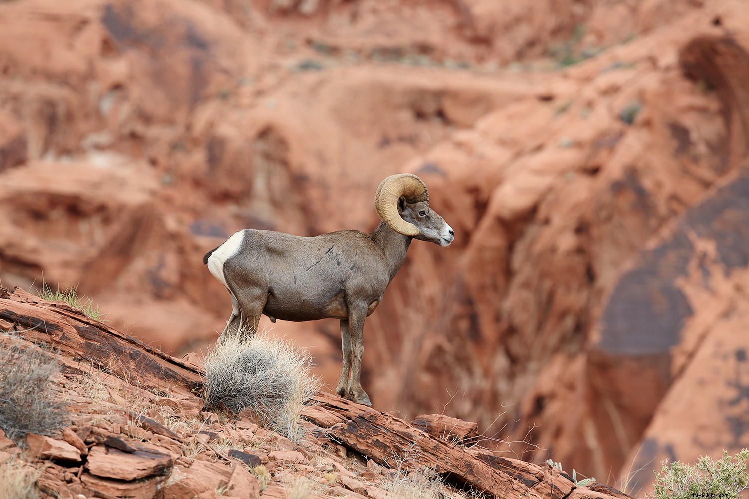 Ultimate Family Road Trip in Nevada: Vegas to Valley of Fire Adventures