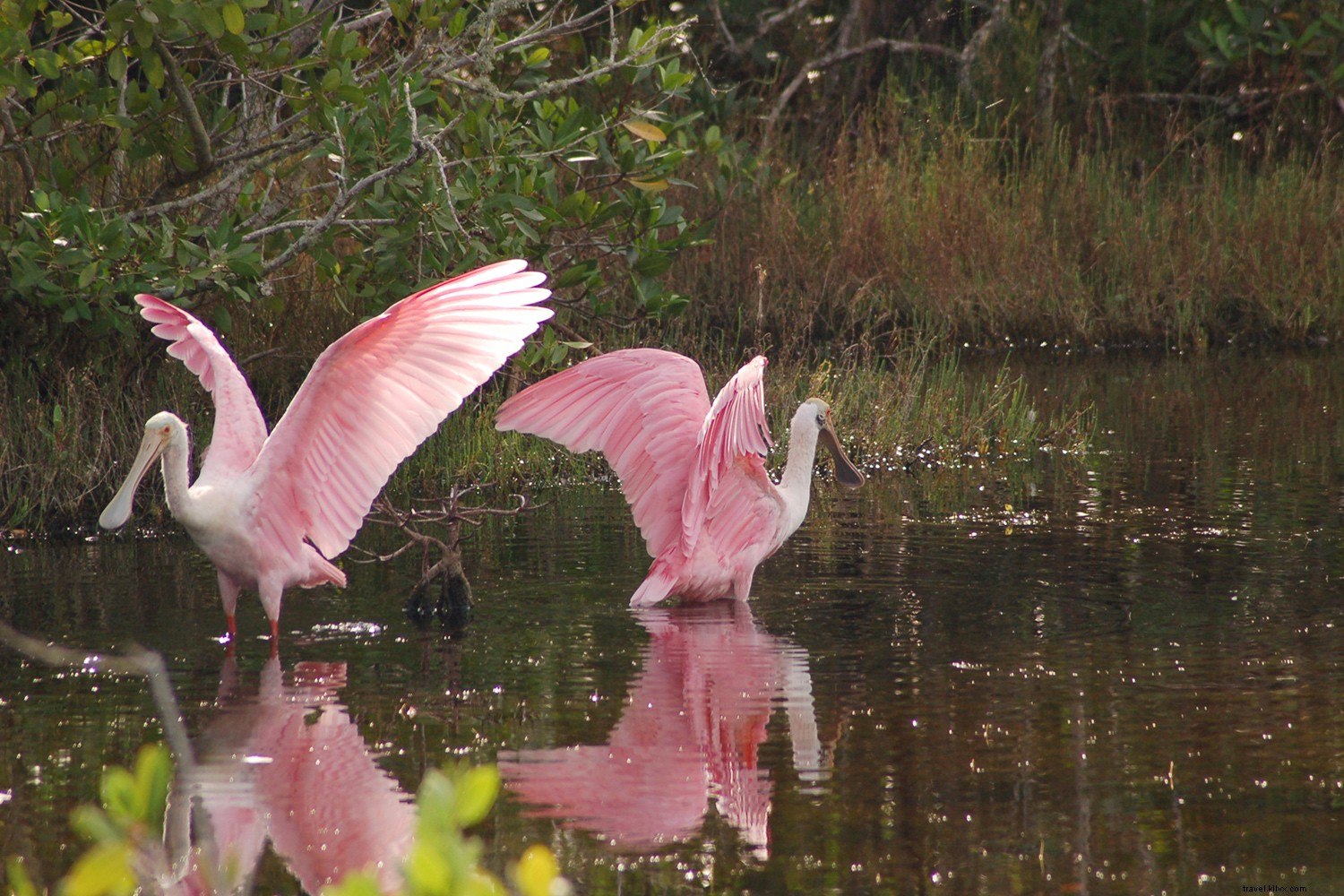 Discover Fort Myers & Sanibel: Florida s Premier Natural Beach Retreat