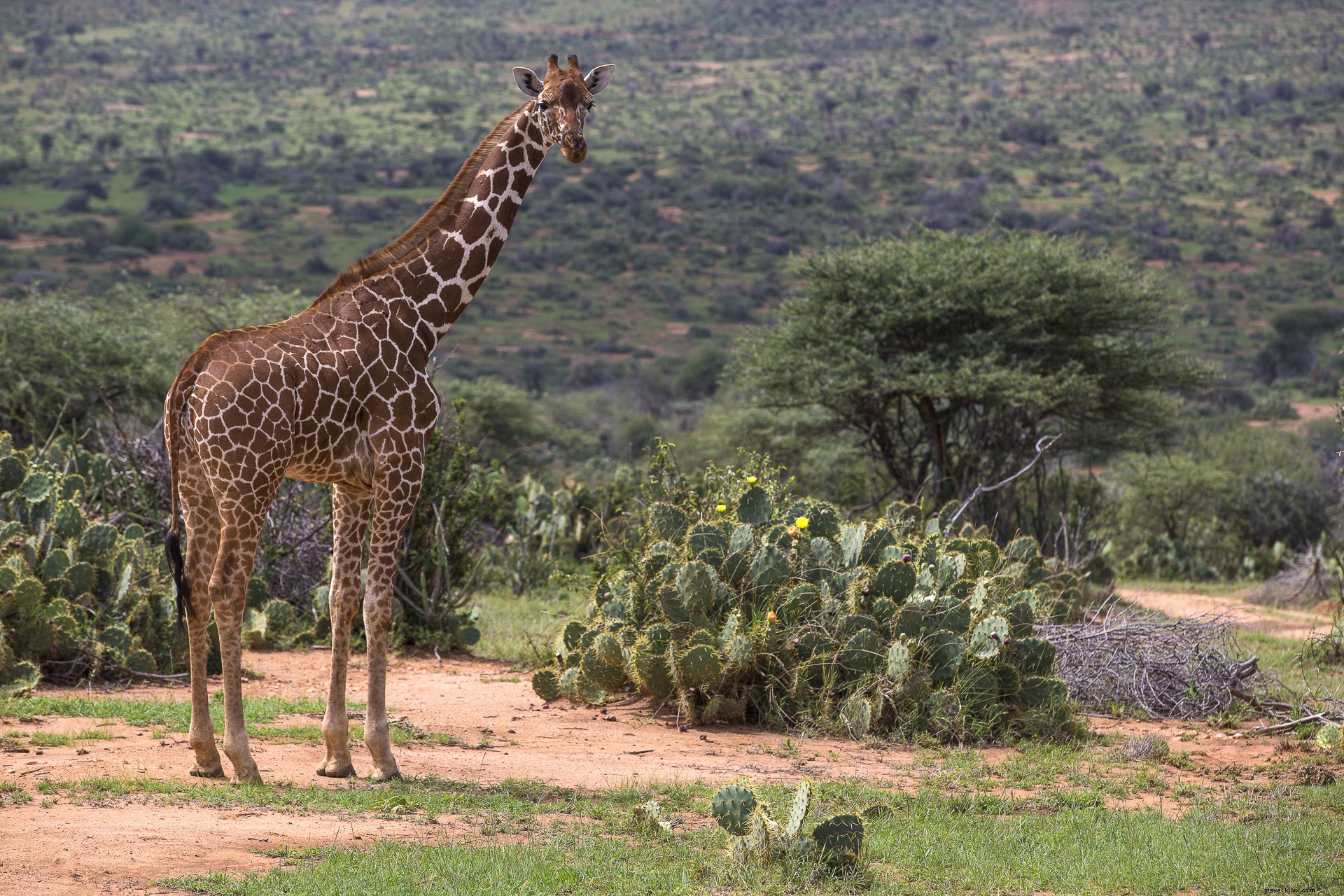 Luxury End-of-Year Escapes: Extraordinary Global Adventures