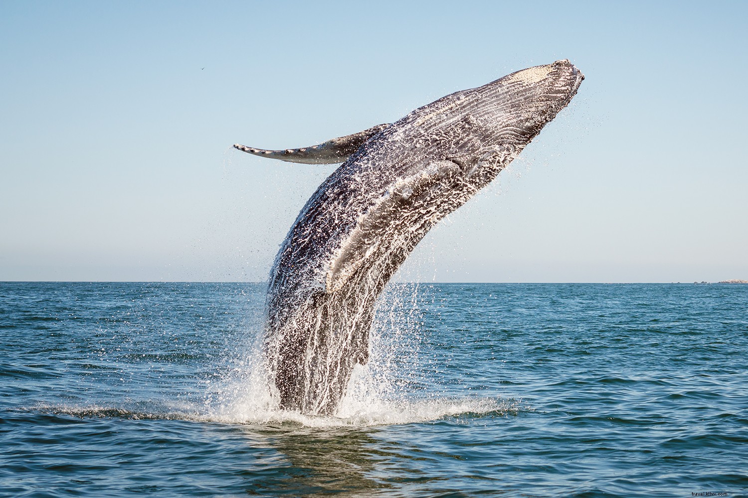 Top Whale Watching Destinations: Premier Spots Worldwide for Epic Sightings