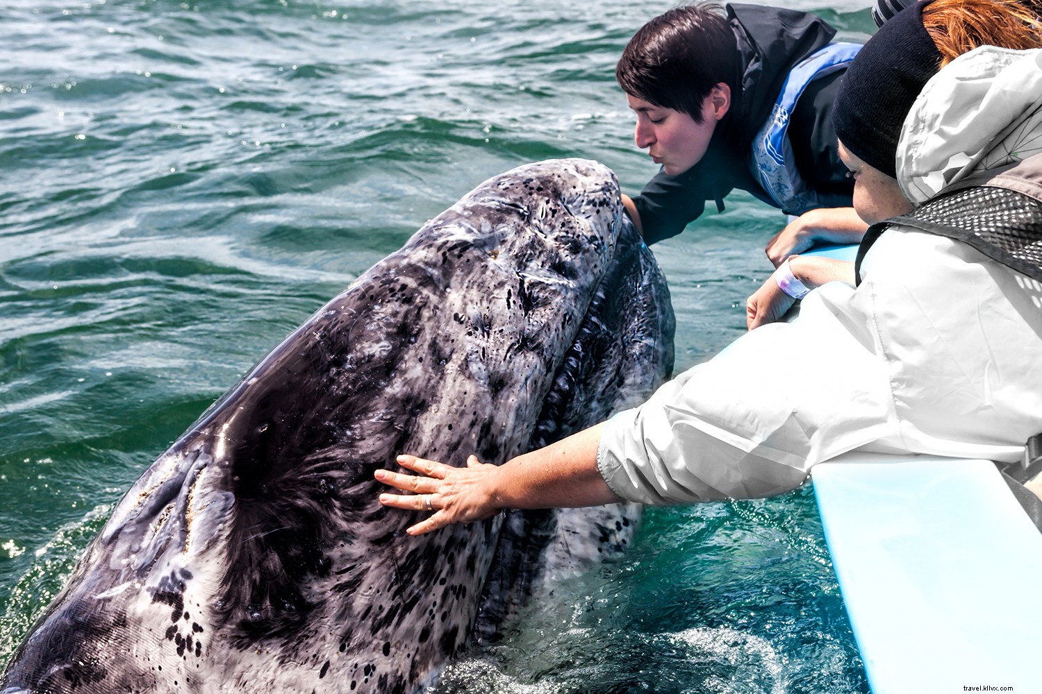 Top Whale Watching Destinations: Premier Spots Worldwide for Epic Sightings