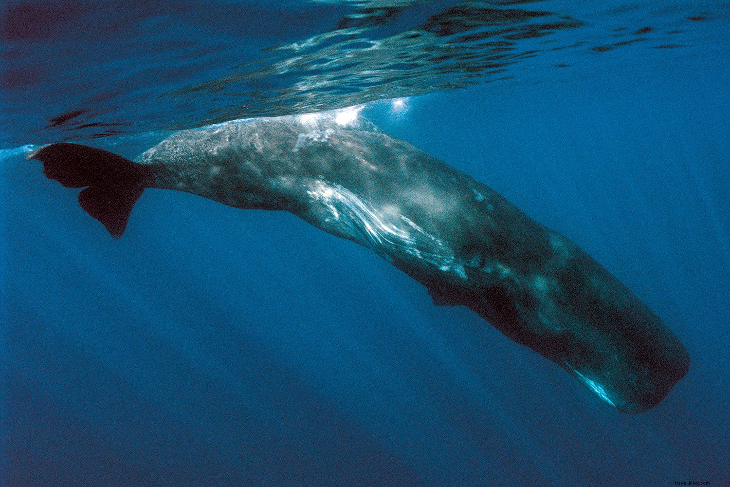 Top Whale Watching Destinations: Premier Spots Worldwide for Epic Sightings