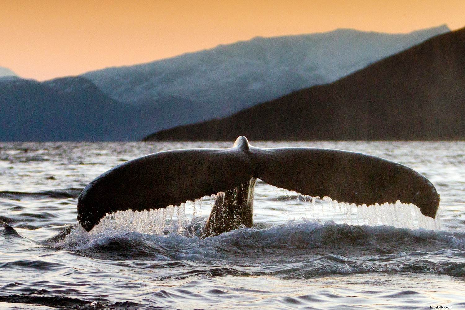 Top Whale Watching Destinations: Premier Spots Worldwide for Epic Sightings