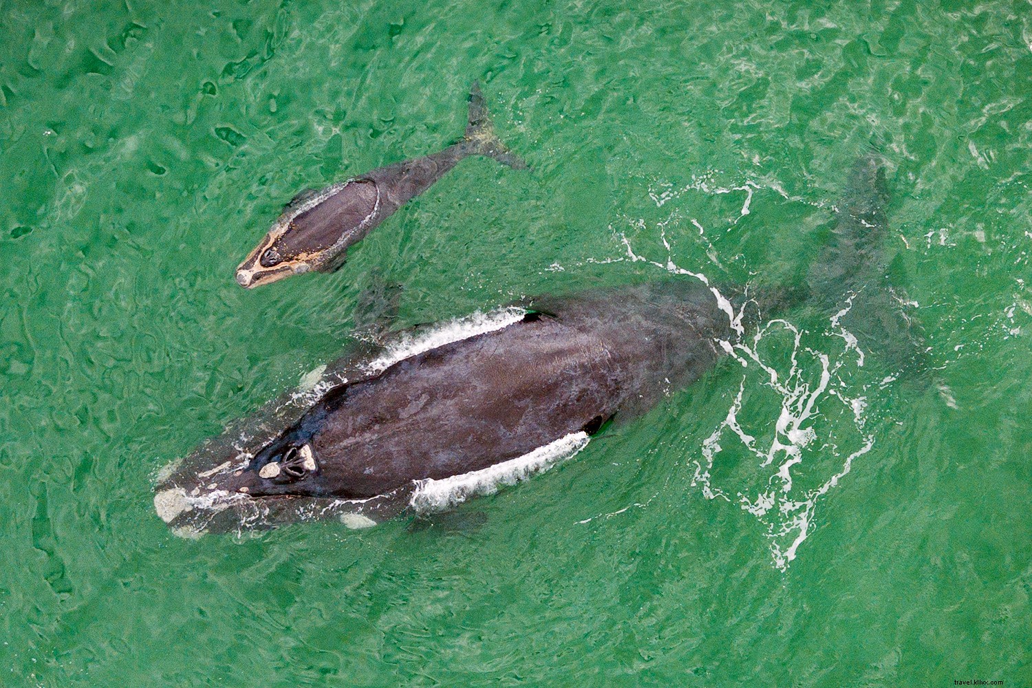 Top Whale Watching Destinations: Premier Spots Worldwide for Epic Sightings