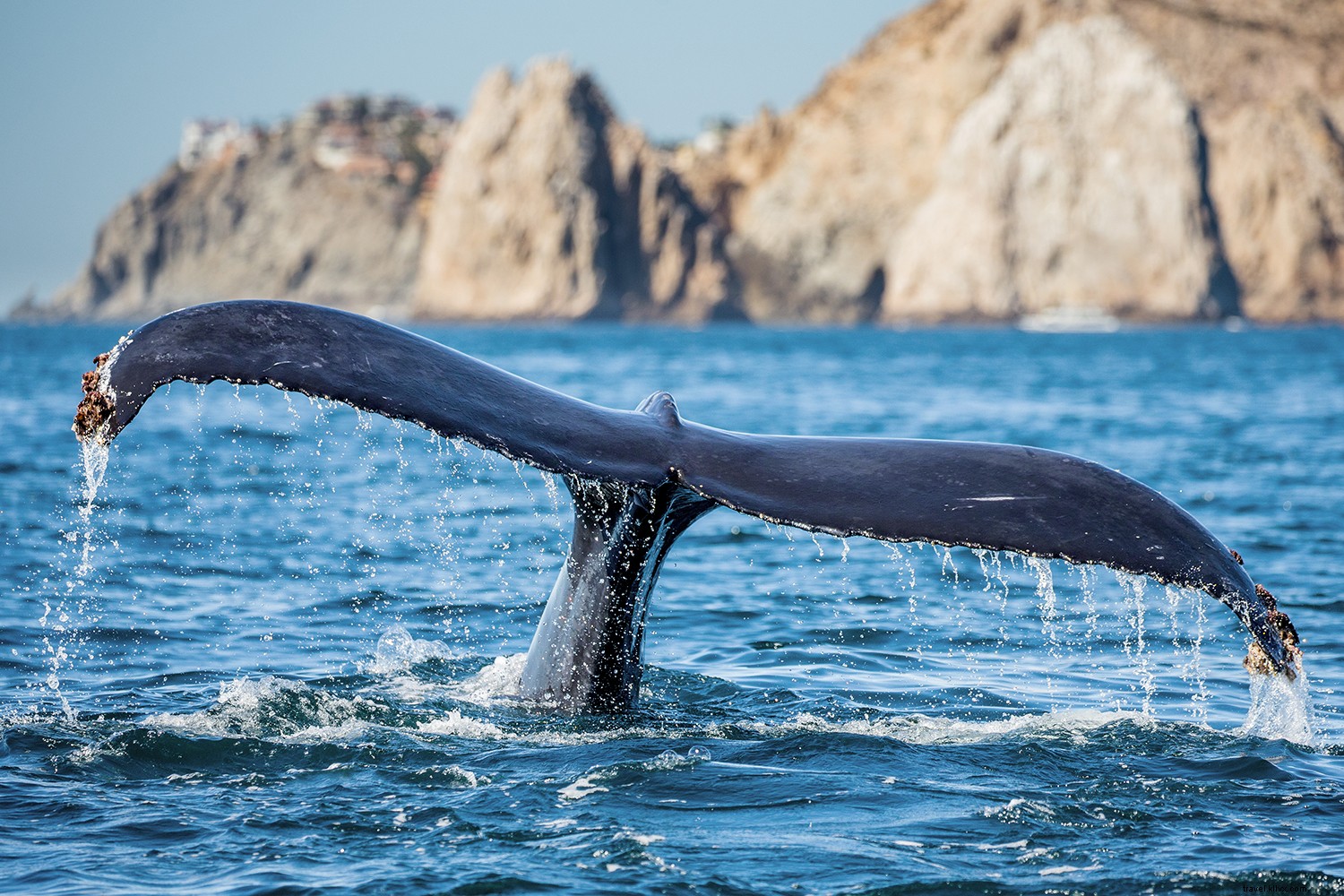 Top Whale Watching Destinations: Premier Spots Worldwide for Epic Sightings