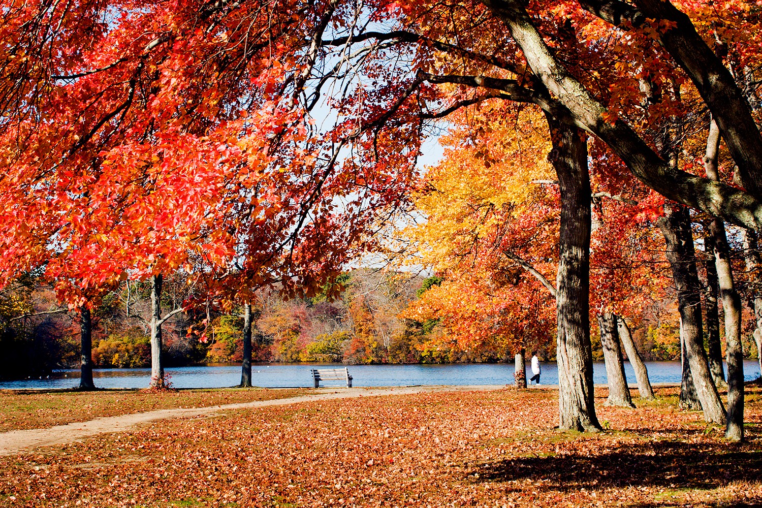 Top Destinations for Spectacular Fall Foliage in the Northeast