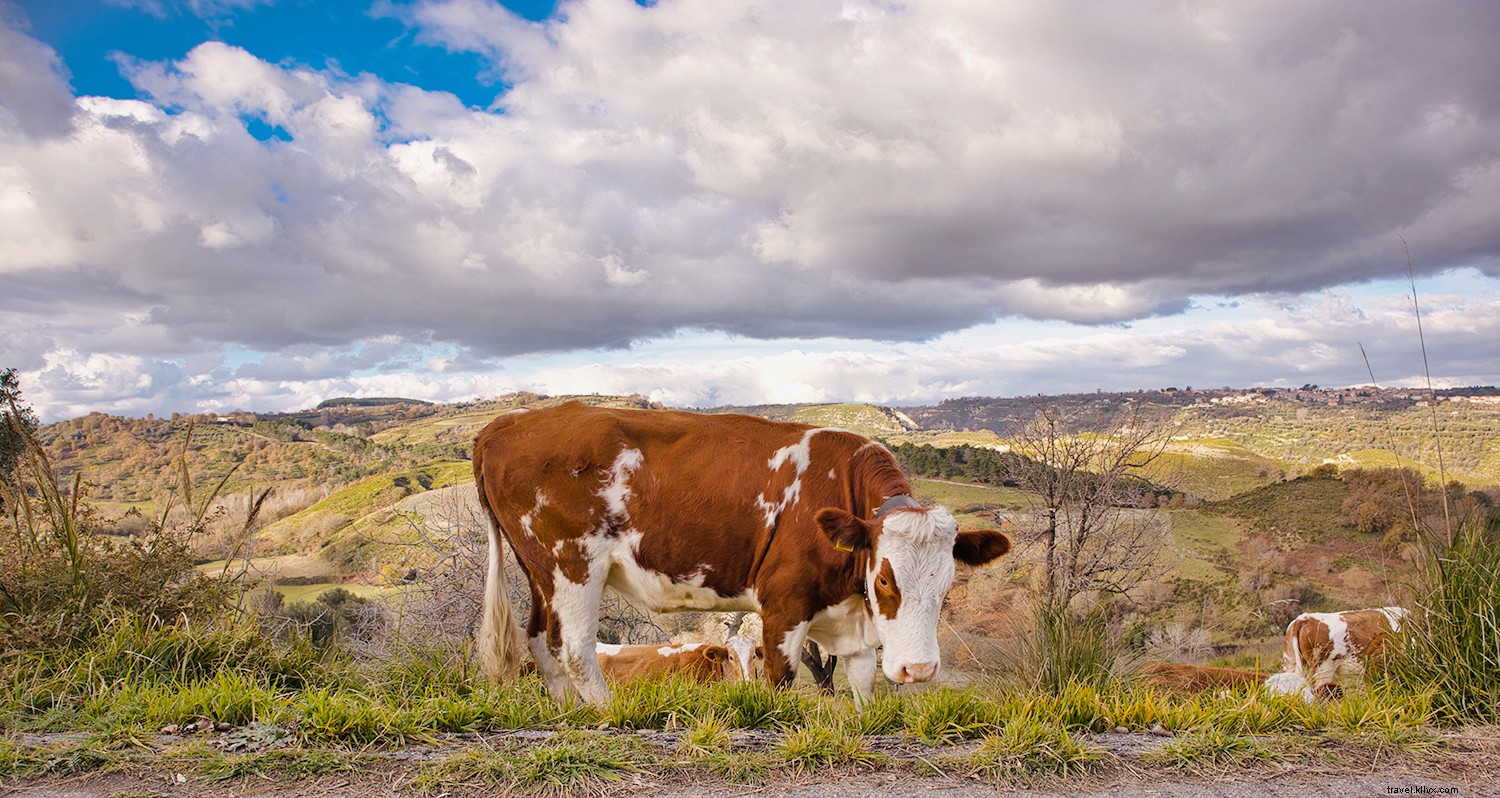 Italy s Ultimate Cheese Lover s Guide: Top 10 Regional Cheeses and Where to Taste Them