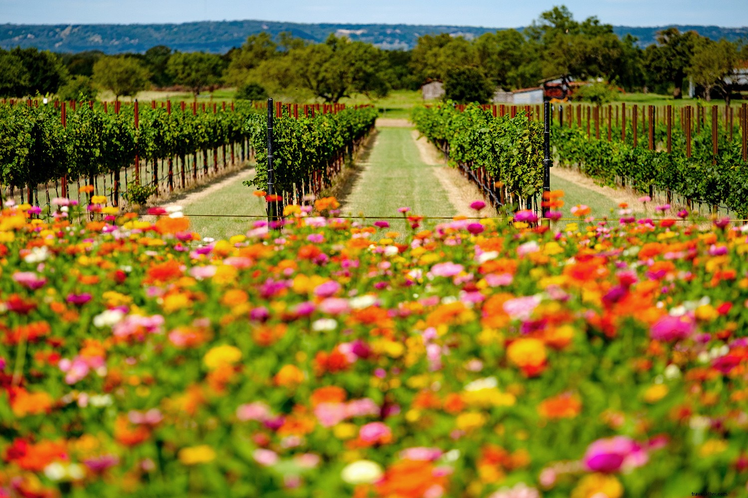 Top U.S. Wine Regions for an Unforgettable Fall Visit: Expert Recommendations