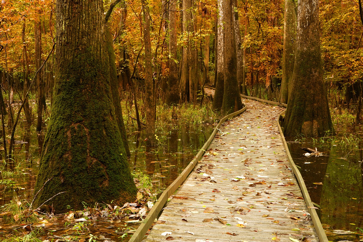 7 Best Places to See Stunning Fall Foliage in the Southern United States