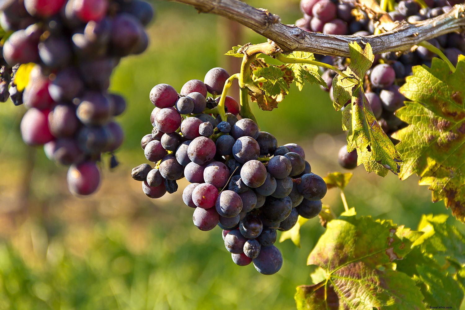 Autumn s Must-Try Regional Foods: Fall Harvest Highlights Across the U.S.