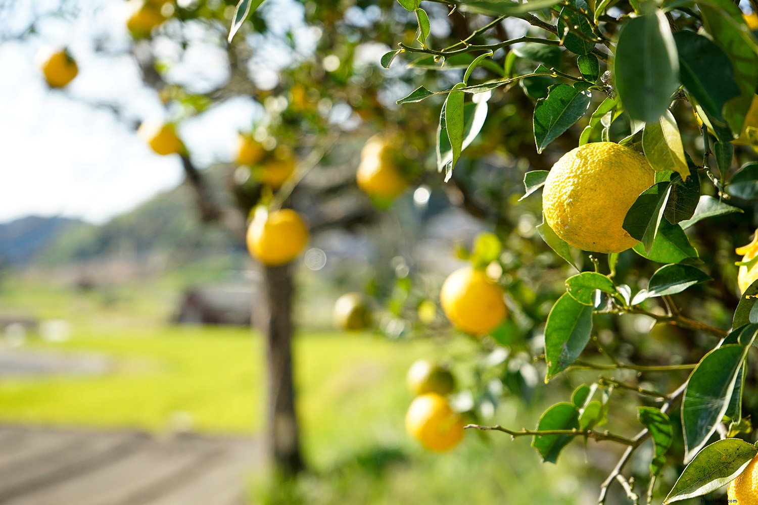 Autumn s Must-Try Regional Foods: Fall Harvest Highlights Across the U.S.