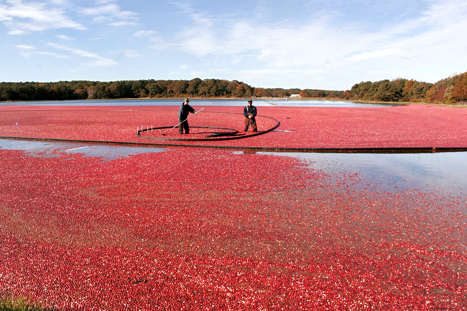 Autumn s Must-Try Regional Foods: Fall Harvest Highlights Across the U.S.