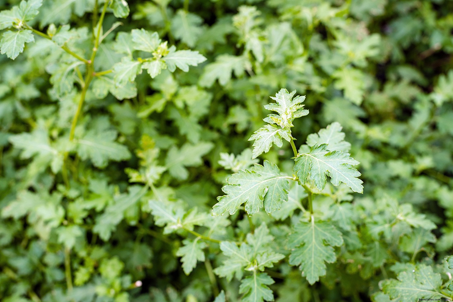 6 Trending Fall Ingredients Top Chefs Are Loving—And Why You Should Try Them