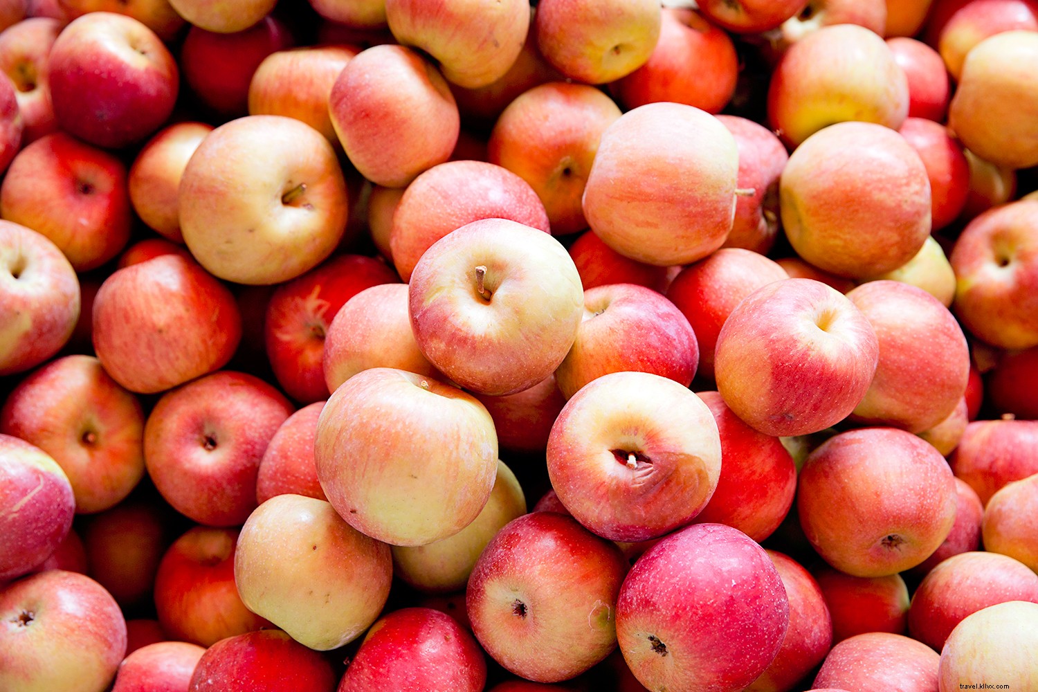 Discover Fall Magic in West Virginia: Top Attractions and Activities in Almost Heaven