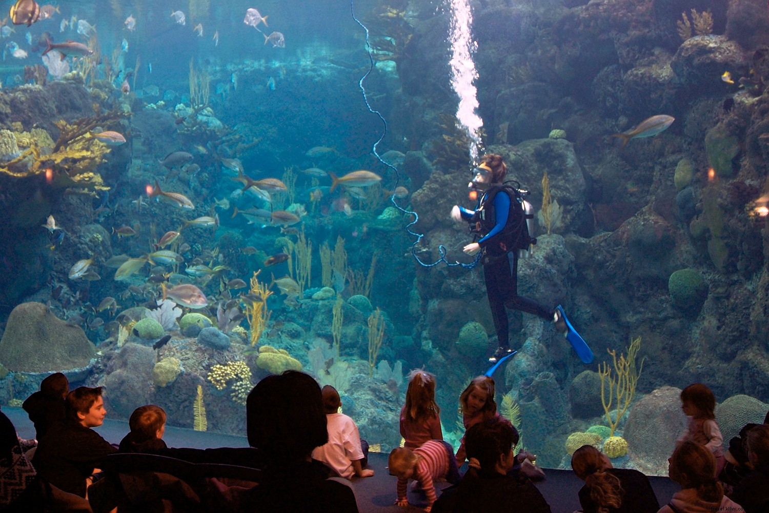 Top 8 Aquariums in the USA: Premier Destinations for Marine Wonders and Wellness