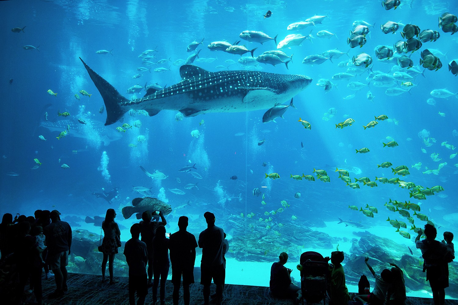 Top 8 Aquariums in the USA: Premier Destinations for Marine Wonders and Wellness